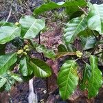 Macaranga coriacea Folha