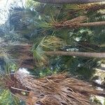 Livistona chinensis Casca