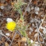 Centaurea melitensis Flor