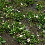 Caltha leptosepala Habitatea