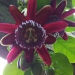 Passiflora quadrangularis 花