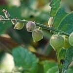Priva lappulacea 果