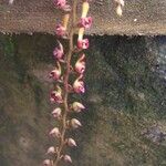 Bulbophyllum falcatum Flower