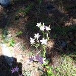 Stenaria nigricans Flower