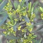 Rhamnus lycioides Flor