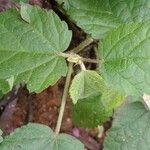 Sidastrum paniculatum Blad