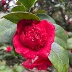 Camellia japonicaFlower