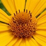 Tithonia diversifolia Blomma