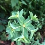 Euphorbia platyphyllos Blüte