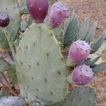 Opuntia engelmanniiBlad