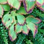 Hamamelis virginiana Blad