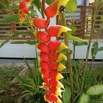 Heliconia rostrata Çiçek