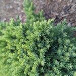 Juniperus procumbens Лист