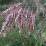 Bromus inermis Fruit