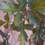 Searsia tripartita Leaf