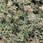 Antennaria howellii অভ্যাস