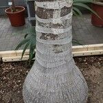 Howea belmoreana Magamba