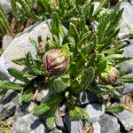 Culcitium serratifolium Flower