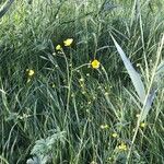 Ranunculus acrisFiore