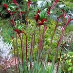 Anigozanthos manglesii പുഷ്പം