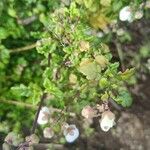 Jovellana violacea Leaf