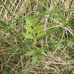 Vicia lathyroides Blad