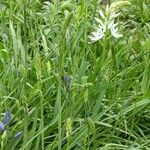 Camassia leichtlinii Flower