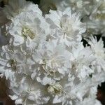 Spiraea cantoniensis Lour. - Buquê de Noiva花