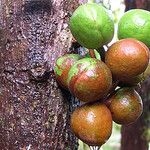 Acropogon merytifolius Fruit