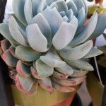 Pachyphytum bracteosum পাতা