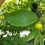 Ehretia dicksonii Blad