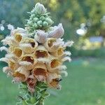 Digitalis ferruginea Fruit