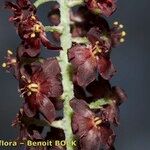 Veratrum nigrum 果実