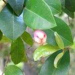 Syzygium australe Fruit