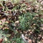 Asparagus aphyllus Bark