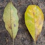 Terminalia superba Blatt