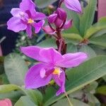 Spathoglottis unguiculata Цветок