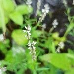 Polygala paniculata Flor