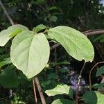 Euonymus latifolius Foglia