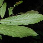 Uvariodendron molundense Hoja