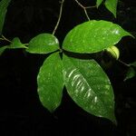 Tabernaemontana robinsonii Hoja