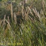 Arundo plinii आदत