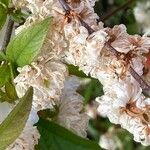 Prunus glandulosa Kvet