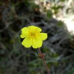 Helianthemum oelandicum Fleur