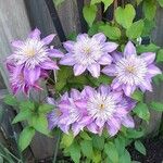 Clematis lanuginosa Flower