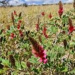 Indigofera schimperi Квітка