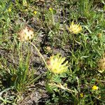 Trifolium fucatum Natur