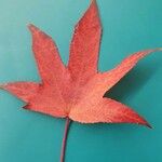 Liquidambar styraciflua Yaprak