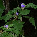 Solanum crinitum Habitus