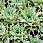 Deuterocohnia brevifolia Leaf